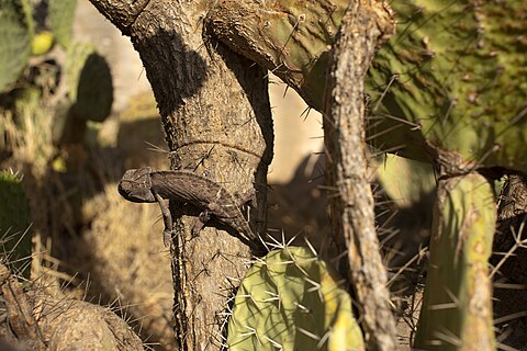 Common Chameleon in Algeria