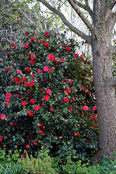 File:Camellia japonica 'Rubescens Major' at RHS Garden Hyde Hall, Essex, England 05.jpg