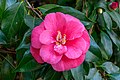 19 Camellia japonica NBG uploaded by PumpkinSky, nominated by PumpkinSky