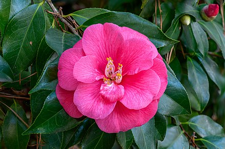 Камелия японская фото. Камелия japonica. Камелия японская Camellia japonica. Камелия японская "леди Кэмпбэл". Золотистая Камелия.