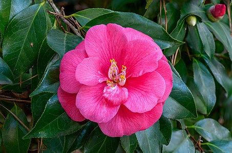 "Camellia_japonica_NBG.jpg" by User:PumpkinSky