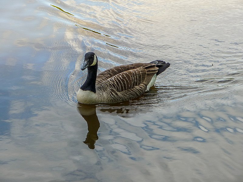 File:Canada Goose, Trent Park, Cockfosters, Hertfordshire - geograph.org.uk - 3962946.jpg