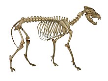Photograph of a wolf skeleton