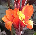 Canna Flameche 02.jpg