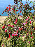 Vorschaubild für Cantua buxifolia