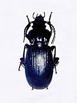 Pterostichus morio