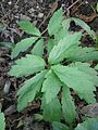 Cardamine bulbifera young plant