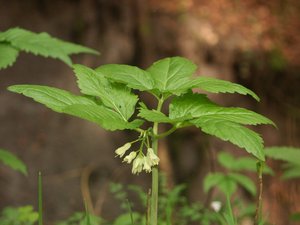 Whorled tooth root (Cardamine enneaphyllos)