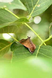 Carea angulata moth.jpg