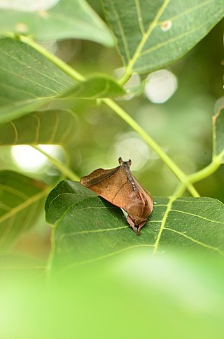 <i>Carea angulata</i> Species of moth