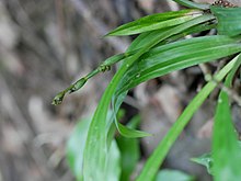 Carex pachygyna sasanohasg02.jpg