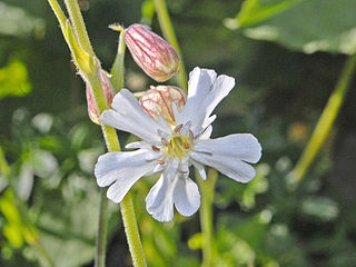<i>Silene caucasica</i> Species of plant in the family Caryophyllaceae