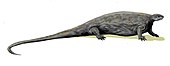 Life restoration of the Permian synapsid (mammal precursor) Casea Casea BW.jpg