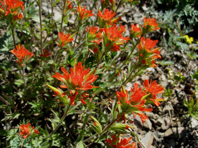 File:Castilleja miniata (4803120674).jpg