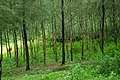 ঝাউবন (Casuarina equisetifolia)