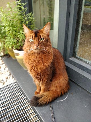 <span class="mw-page-title-main">Somali cat</span> Breed of cat