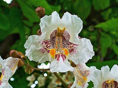 Catalpa bignoioides Flower