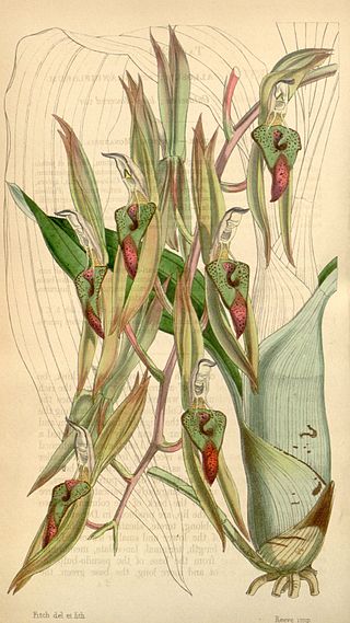 <i>Catasetum callosum</i> Species of orchid