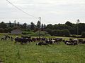Cattle, Brackhill - geograph.org.uk - 293227.jpg