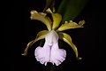 Cattleya bicolor subsp. bicolor