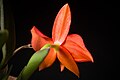 Cattleya coccinea Acuate petal type