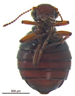 <i>Caurinus</i> Genus of insects