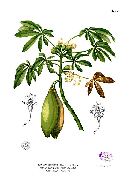 File:Ceiba pentandra Blanco2.238.jpg