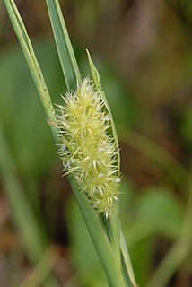 <i>Cenchrus tribuloides</i> Species of grass