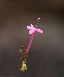 Fleur isolée, avec éperon.