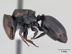 Bildebeskrivelse Cephalotes angustus casent0173660 profil 1.jpg.