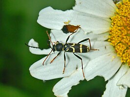 Clytus rhamni