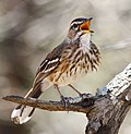 Thumbnail for White-browed scrub robin