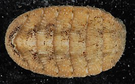 Chaetopleura apiculata