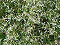 Chamaesyce hypericifolia 'Diamond Frost'