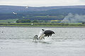 delfino femmina con piccoli nel fiordo di Moray