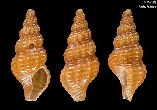 <i>Chauvetia mamillata</i> Species of gastropod