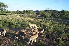 Cheetahs of the Cheetah Conservation Fund, Namibia Cheetah Conservation Fund (5832925159).jpg