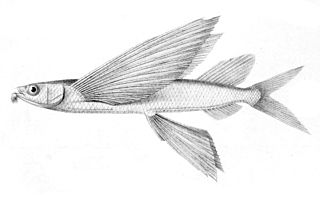 <i>Cheilopogon pinnatibarbatus</i> Species of fish