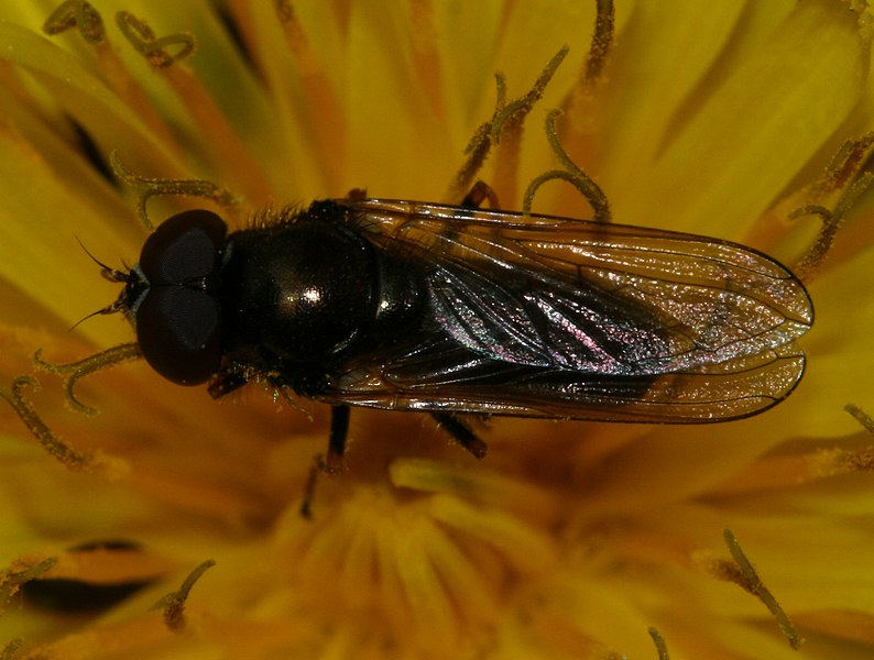 File:Cheilosia pagana (male) - Flickr - S. Rae.jpg