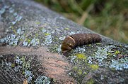 Caterpillar, brown variant.