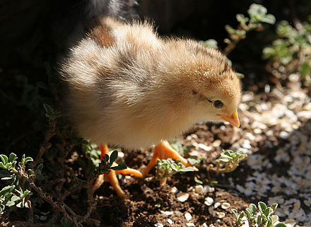 Chick. Птенцы Hatchling. Чӯҷа. Jarenii ciplionok.