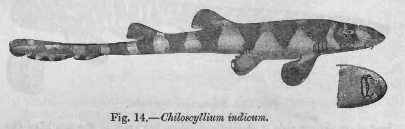 File:ChiloscylliumIndicumDay.jpg