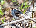 Thumbnail for File:Chipping sparrow in CP (65216).jpg