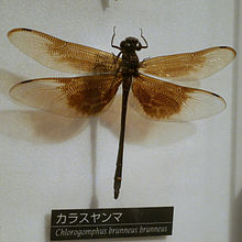 Chlorogomphus brunneus brunneus נקבה.jpg