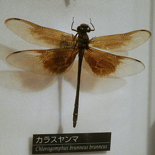<span class="mw-page-title-main">Chlorogomphidae</span> Family of dragonflies
