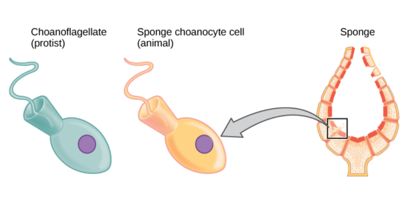 Cells of the protist choanoflagellate clade closely resemble sponge choanocyte cells. Beating of choanocyte flagella draws water through the sponge so that nutrients can be extracted and waste removed.[15]