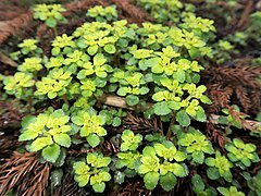 春に、湿った場所などによく群生する。