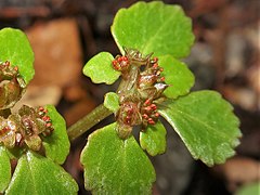 萼裂片は平開し、裂開直前葯は汚紅色をしている。