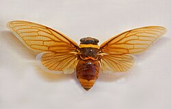 Cicadidae - Tacua speciosa.JPG