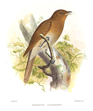 <span class="mw-page-title-main">Rufous-brown solitaire</span> Species of bird